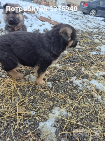 Источноевропейска овчарка, снимка 2 - Немска овчарка - 53113311