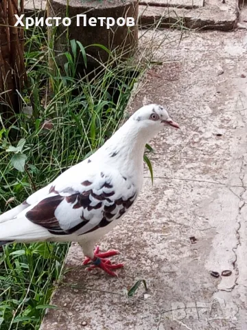 Продавам гълъби., снимка 2 - Гълъби - 50329302