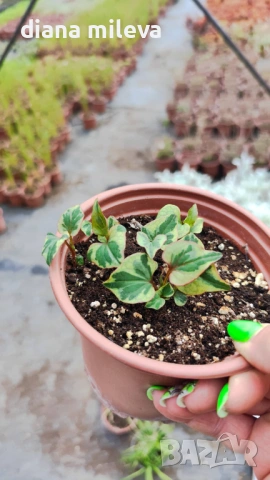 Хутиния, Houttuynia cordata, многогодишна и студоустойчива , снимка 14 - Градински цветя и растения - 54001747