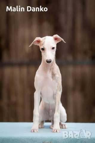  Малка Английска хрътка (УИПЕТ) , снимка 4 - Хрътка - 54134206