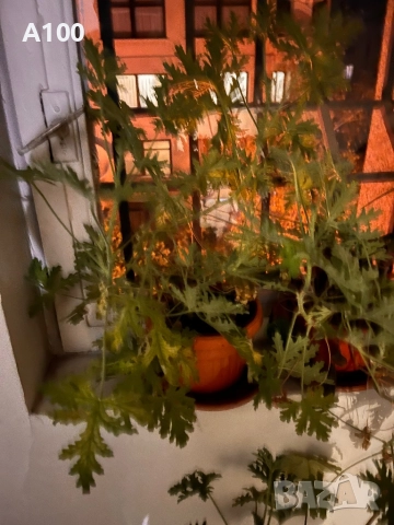 Индрише, снимка 2 - Градински цветя и растения - 52425964