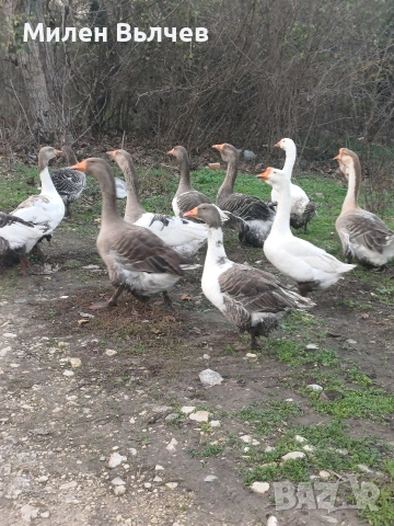 Уплодени гъши яйца 