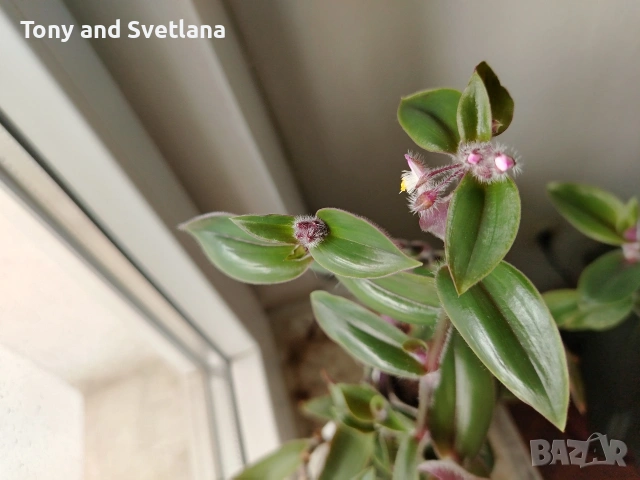 Стайни цветя- Хоя /Восъчниче (Hoya Carnosa), Сансевиера мини, Хлорофитум, Традесканции Pale Puma , снимка 12 - Стайни растения - 53572534