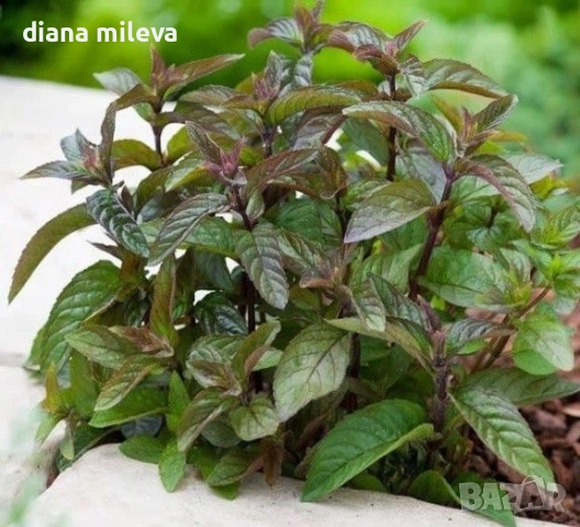 Шоколадова Мента, Mentha "Chocolate Mint", студоустойчива и многогодишна