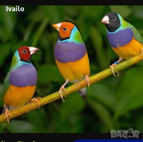Гулдови амадини, снимка 2 - Амадини - 47840123
