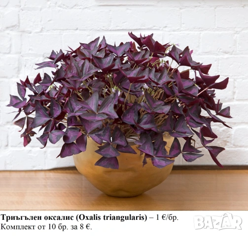 Триъгълен оксалис, трилистен оксалис (Oxalis triangularis) - ризоми