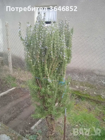 Пресен розмарин,риган,салвия, лавандула,смокиня,дафинов лист, мащерка