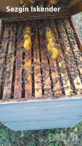 Пчелни семейства с кошерите LR