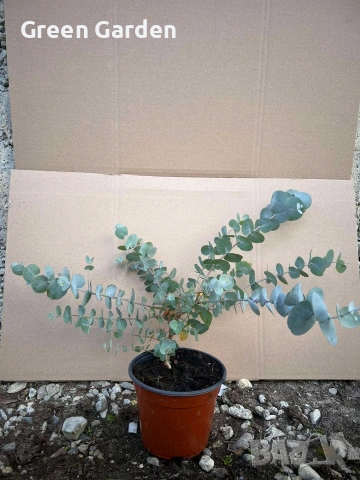 Евкалипт студоустойчив