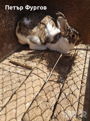 Продавам  женски заек , снимка 3 - Други животни - 54253195