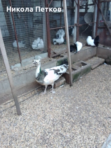 Пауни-сребърен, арлекин и бяла, снимка 2 - други­ - 53653735