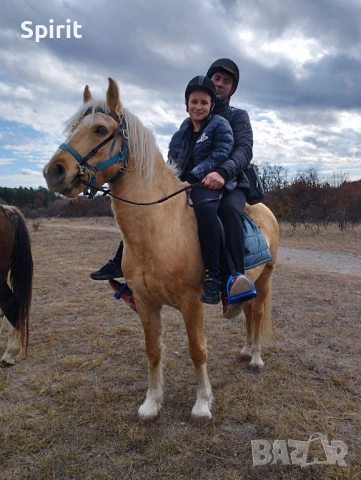 Ездитен кон Аблай Хан, снимка 16 - Коне - 51147186