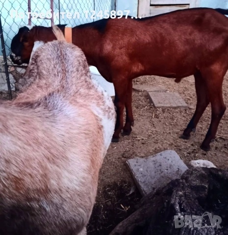 Чистопороден млад пръч