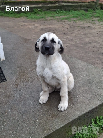 Кангал, снимка 2 - Кангал - 53593006