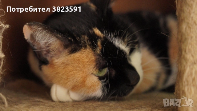 Търсим дом на женско котенце с направени ваксини, паспорт и изследвания, снимка 12 - Други - 52398990