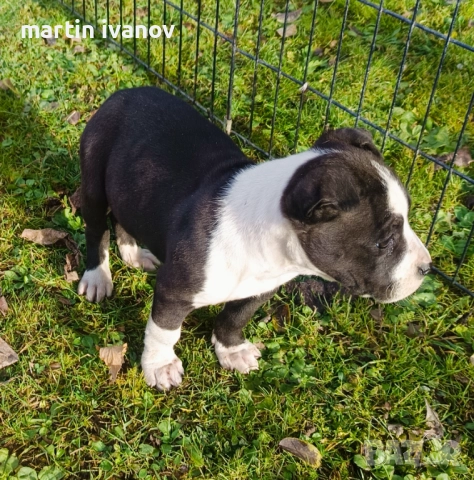 Маки питбули