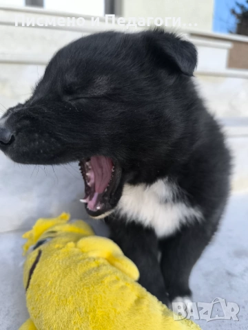 Малка госпожица търси дом, снимка 3 - Други - 53905249