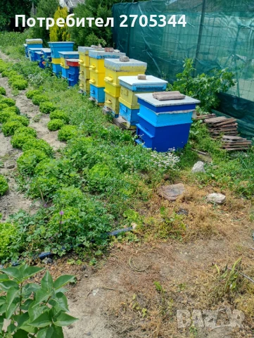 Пчелни семейства , снимка 1