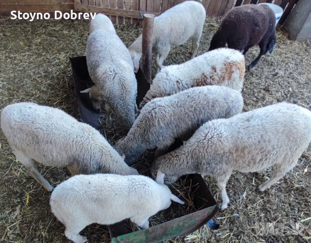 Агнета, снимка 1