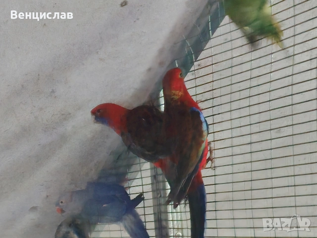 продавам папагали , снимка 2 - Папагали - 54076246