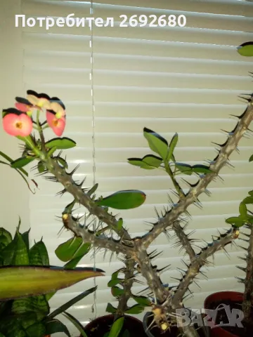Традесканция рео, кротон,христов венец и други цветя/бамбук/цени в описанието , снимка 12 - Стайни растения - 50184776