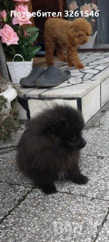 Продавам мъжки померан , снимка 6 - Померан - 53936076
