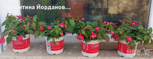 каскадна фуксия обичка 