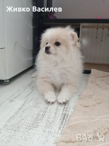 Померан момиче 