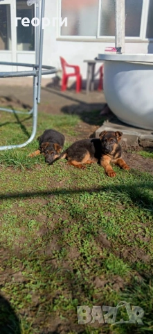 Малки Немски Овчарки, снимка 10 - Немска овчарка - 52824581