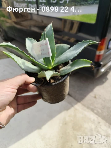 Агаве Американа Блу, снимка 2 - Разсади - 51161293