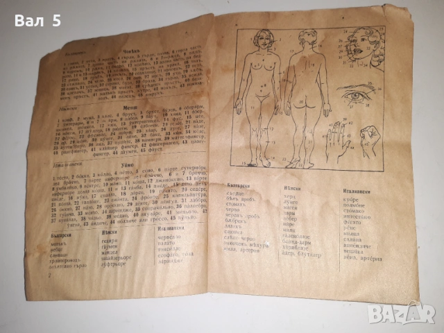 Рядък илюстрован разговорник , речник Царство Б- я, снимка 4 - Специализирана литература - 53664709