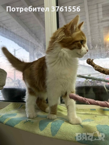 Подарявям Ангорско коте, снимка 4 - Ангорски - 52929199