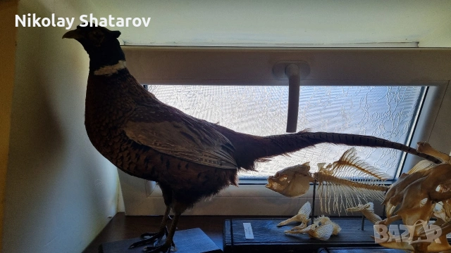 Трофеи. Фазан 