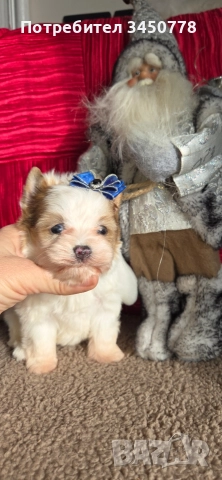 ексклузивен бял йоркшир