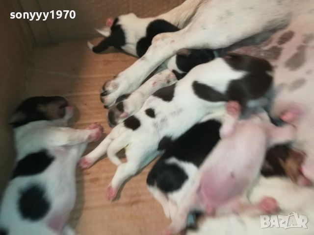 ДЖАК РЪСЕЛ-СЛАДКИ КУЧЕНЦА 2308251435, снимка 8 - Джак ръсел териер - 51464138