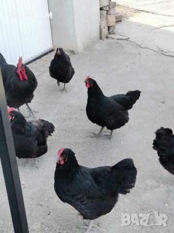 Яйца от Черен Австралорп, снимка 3 - Кокошки и пуйки - 46406414