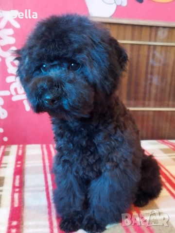 Мини пудел , снимка 6 - Пудели - 53132342