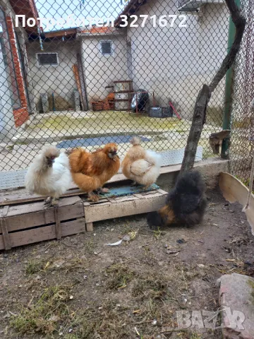 Яйца от американски копринки , снимка 1