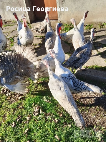 Домашни пуйки мъжки и женски 0897614893 Цена по договоряне