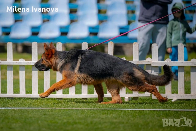 Женска немска овчарка с дълъг косъм от развъдник , снимка 16 - Немска овчарка - 54174191