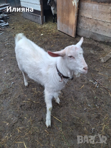 Продавам младо пръчле, снимка 5 - Кози - 53159500