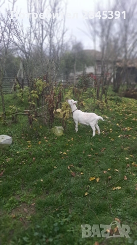 Женско яре 35 кг, снимка 2 - Кози - 52547266