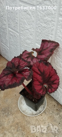 Бегония DS - Жгучая страсть 