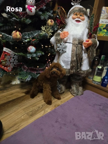 Продавам пудел той , снимка 5 - Пудели - 52649817