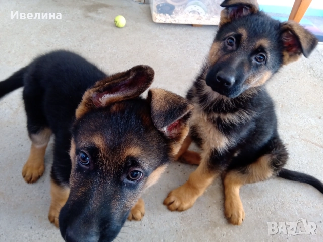 Немски овчарки, снимка 5 - Немска овчарка - 52916892