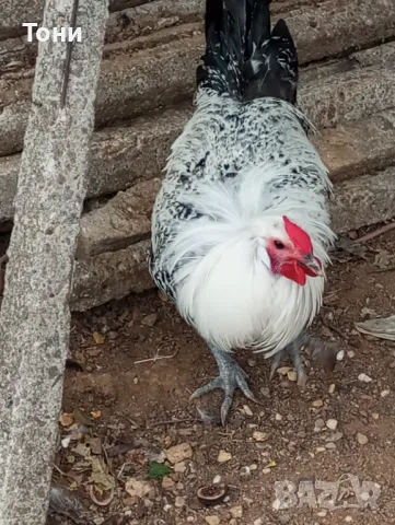 кокошки сребърен бракел 1бр. + 1, снимка 3 - Кокошки и пуйки - 47560414