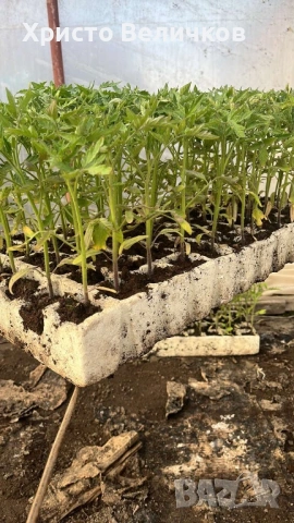 Разсад домати розова магия и червен азия, снимка 6 - Градински цветя и растения - 54022140