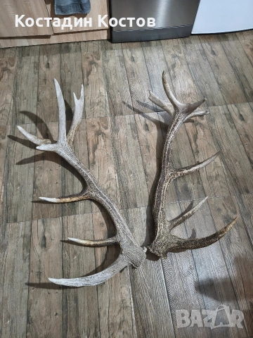 Еленски рога , снимка 4 - Други - 53499221