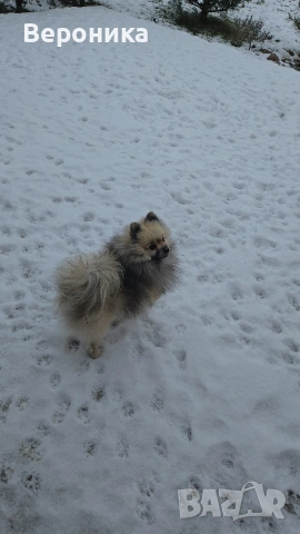 померан момче, снимка 8 - Померан - 53224266