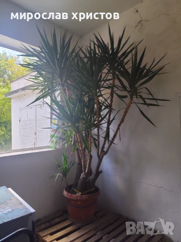 Палма Юка , снимка 4 - Стайни растения - 51019778